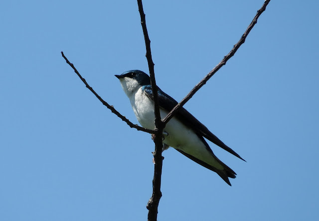 Tree Swallow - Jamaica Bay, New York