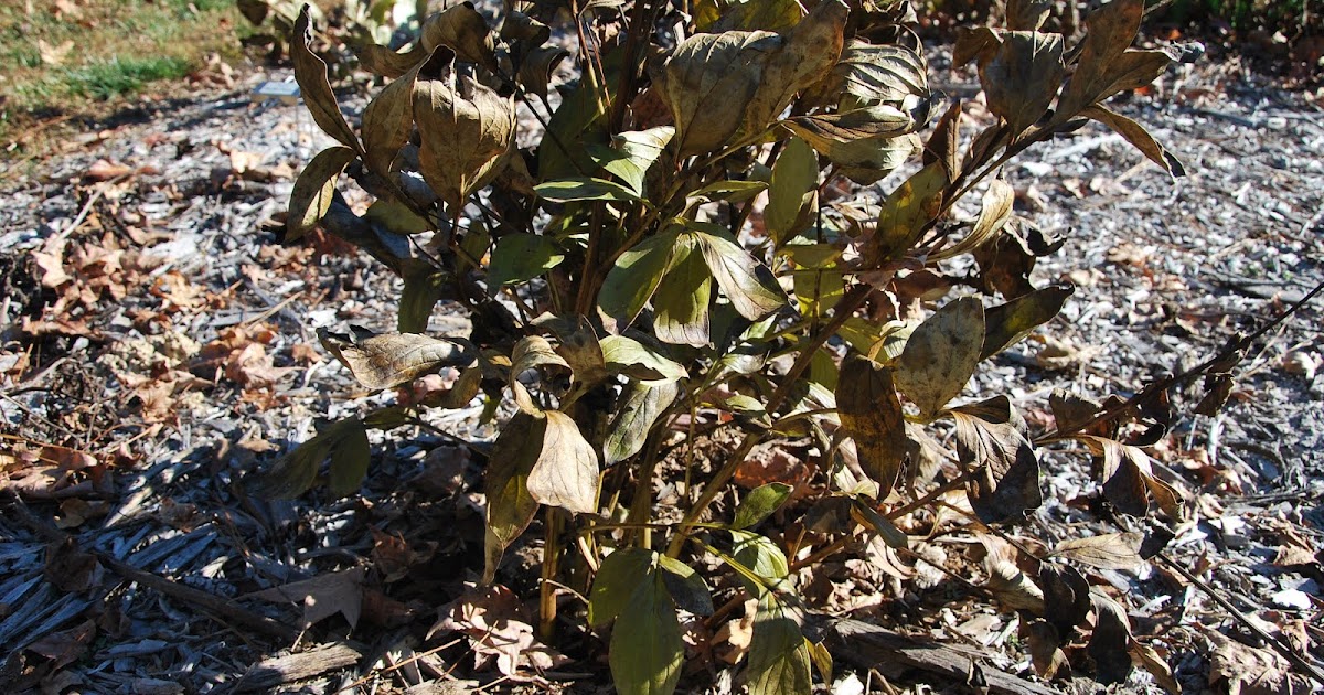 Southern Peony 2012 How to Cut Back an Herbaceous Peony