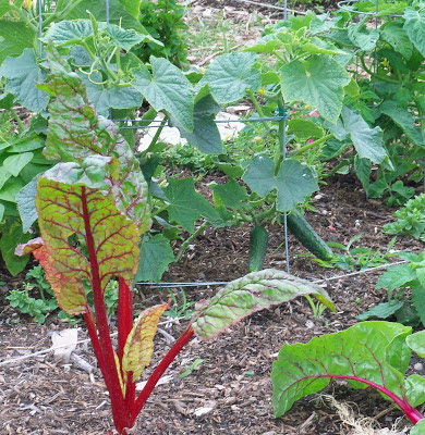 LA Garden Blog : May in Our Southern California Gardens