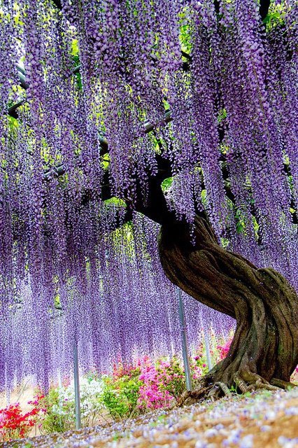 ShowMe Nan Ashikaga Flower Park Tochigi Japan
