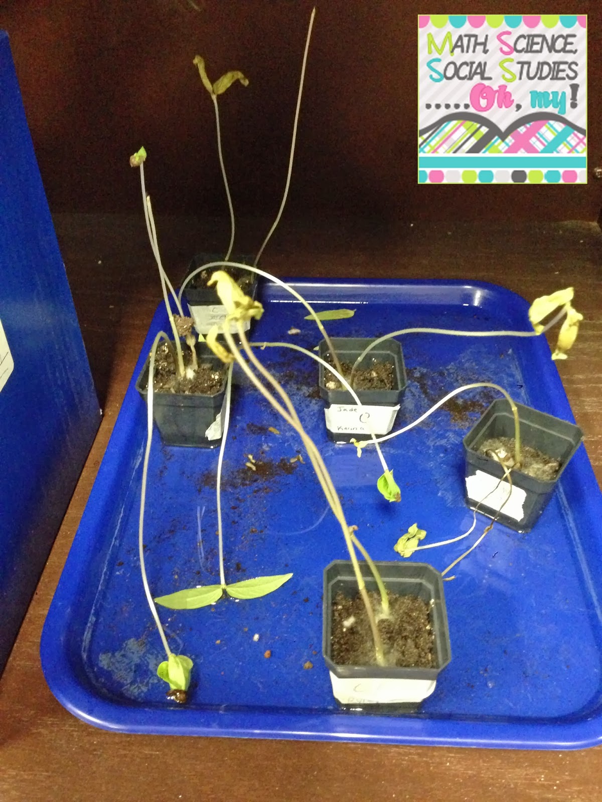 What do plants need to survive? Technically Speaking with Amy