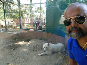A "Selfie" with the "Arctic Wolf" at Belgrade Zoo.