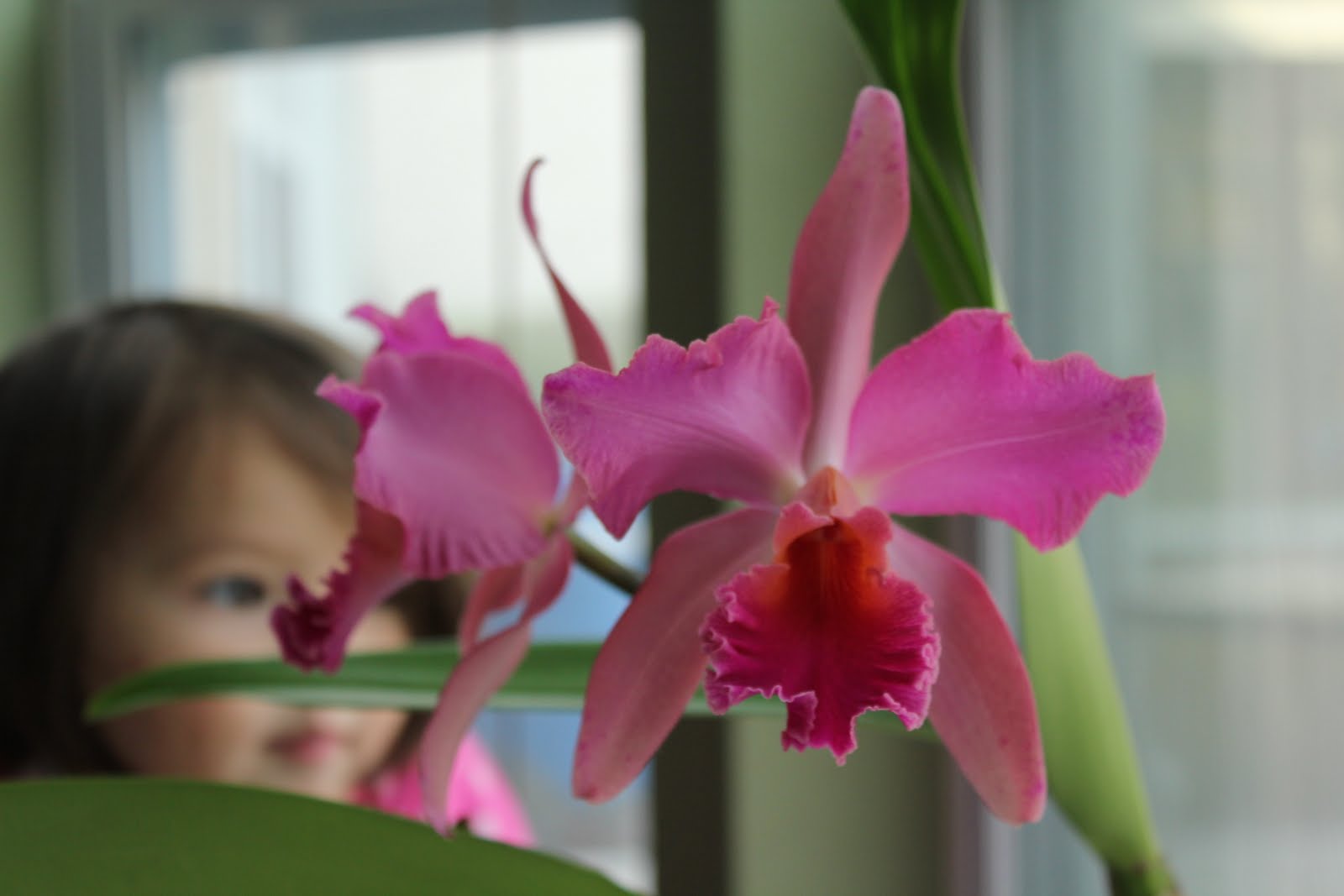 Songs from the Hearth How to Grow Orchids in Central Florida