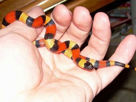 Haiwan Peliharaan Exotic Yang Cute Ular Yang Sangat Manja Dan Comel Kenalilah Mereka