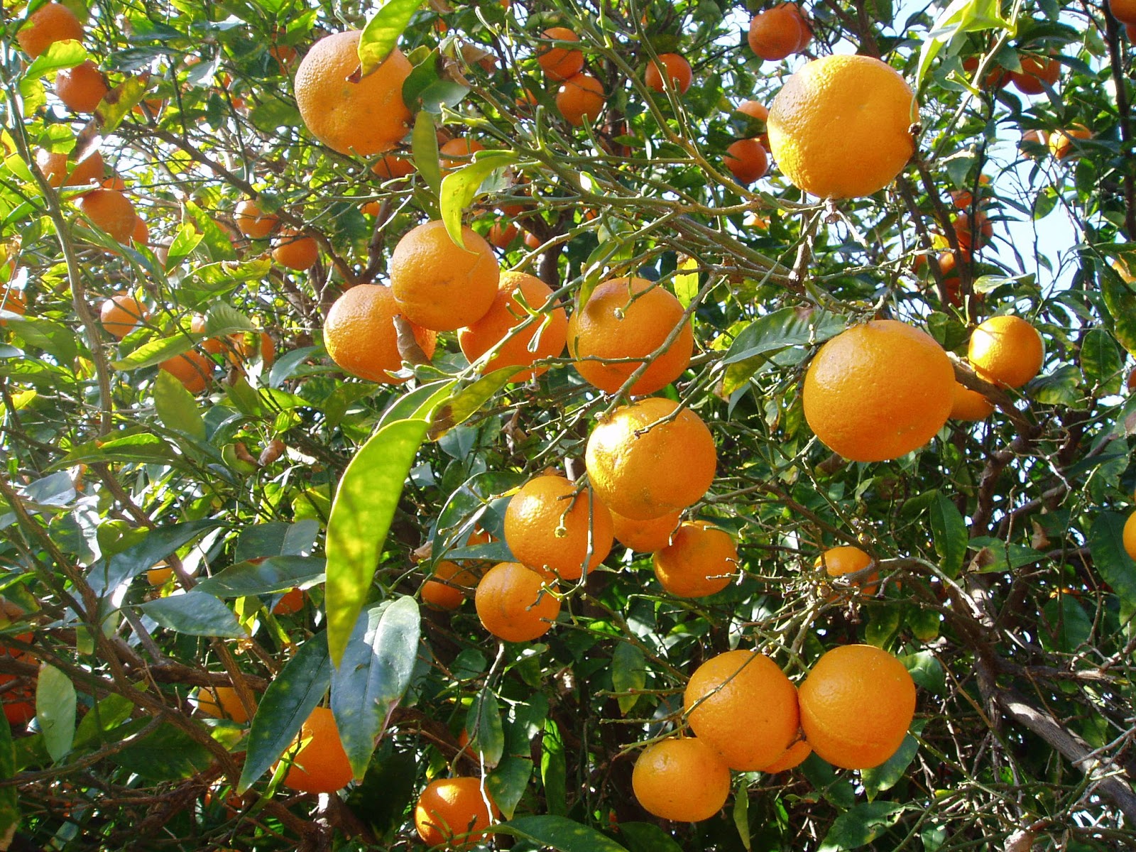 ARBUSTI E PIANTE Scheda (Arancio Citrus sinensis)