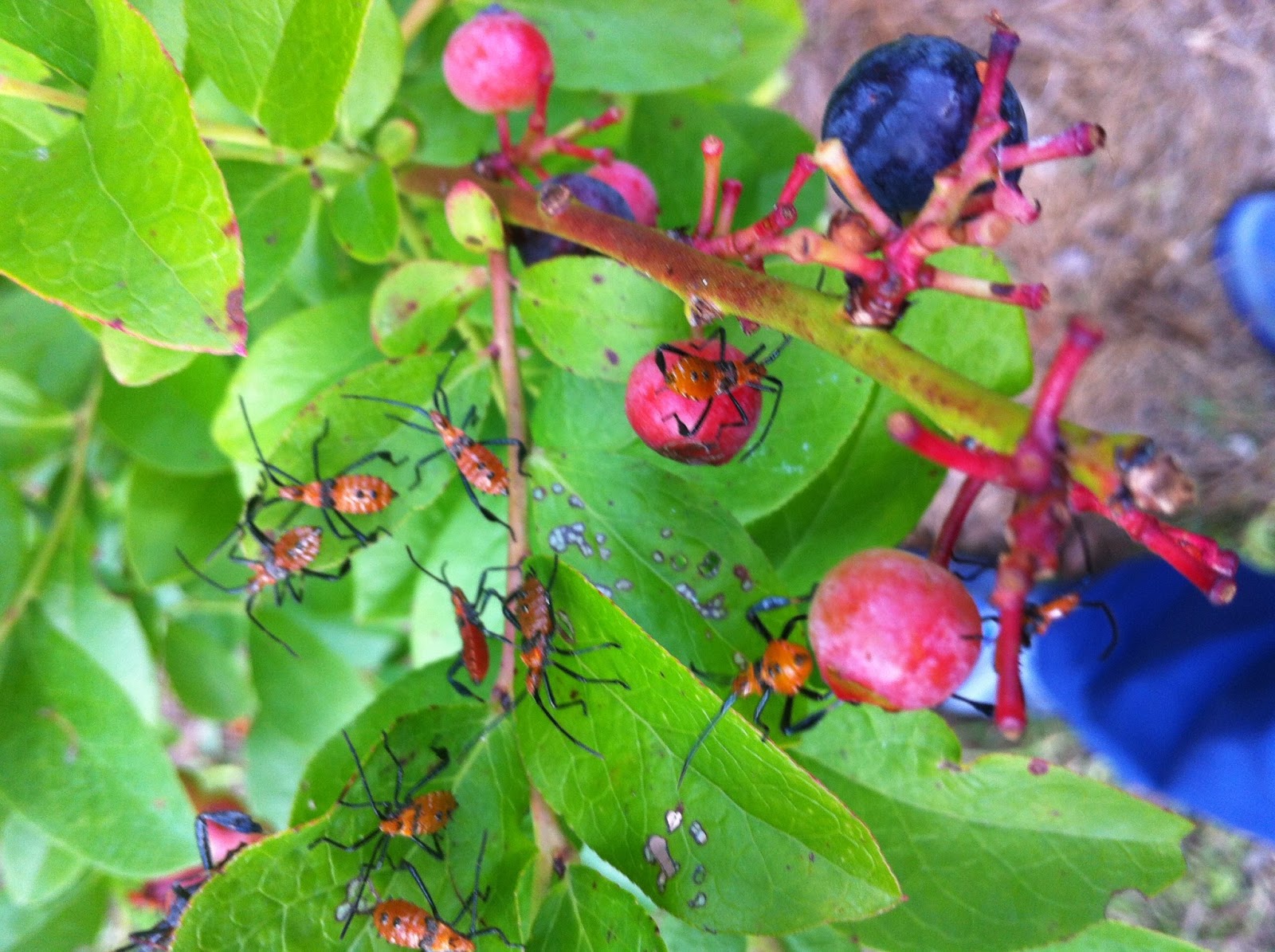 Gardening in Mississippi Pest Alert Leaffooted Bugs on Blueberries
