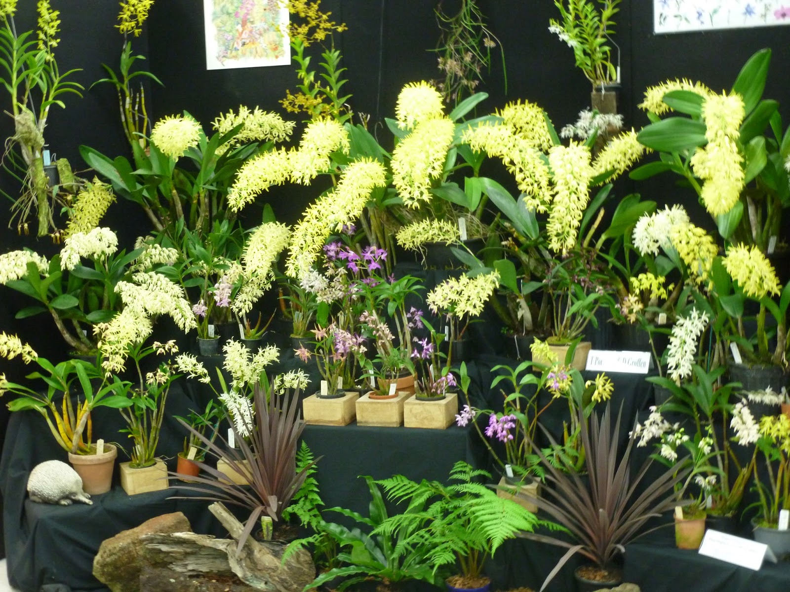 Onslow and Miss B Australian Native Orchid Society conference