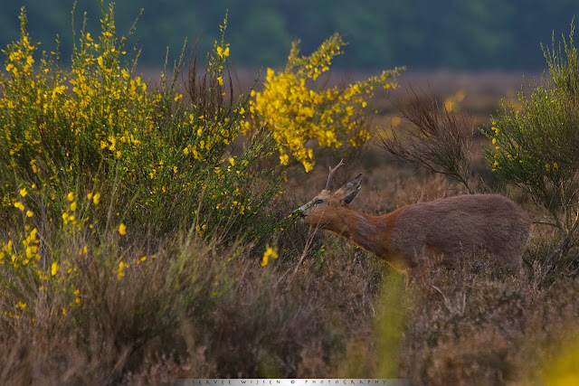 Ree op de hei in geel bloeiende Brem - Roe Deer in heathland and yellow flowering Broom brushes - Capreolus capreolus