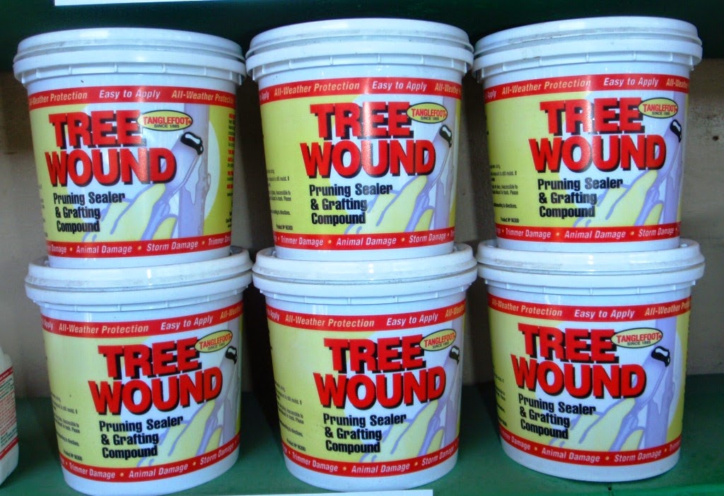 Xtremehorticulture of the Desert Sappy Pine Trees Might Need Pruning Paint