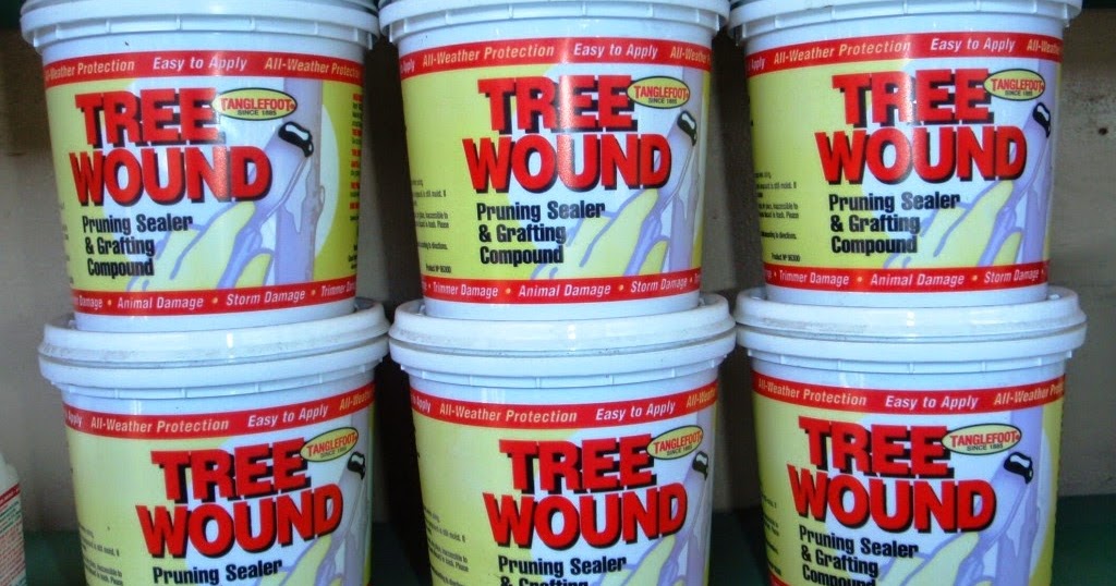 Xtremehorticulture of the Desert Sappy Pine Trees Might Need Pruning Paint