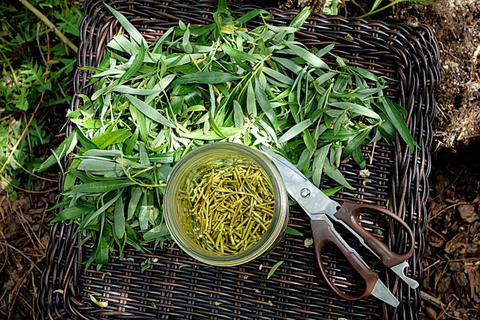 woman with wings making willow water