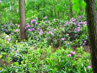 Gopsall Temple Woodland