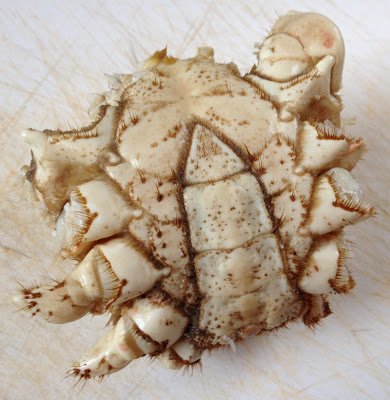 crab body