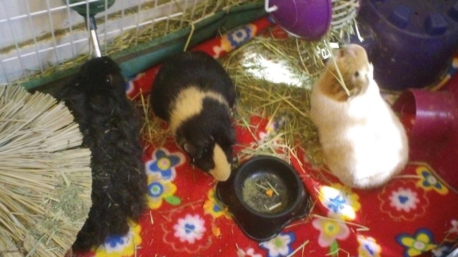 Cavy Savvy A Guinea Pig Blog Ask A Guinea Pig Best Hay For A 10