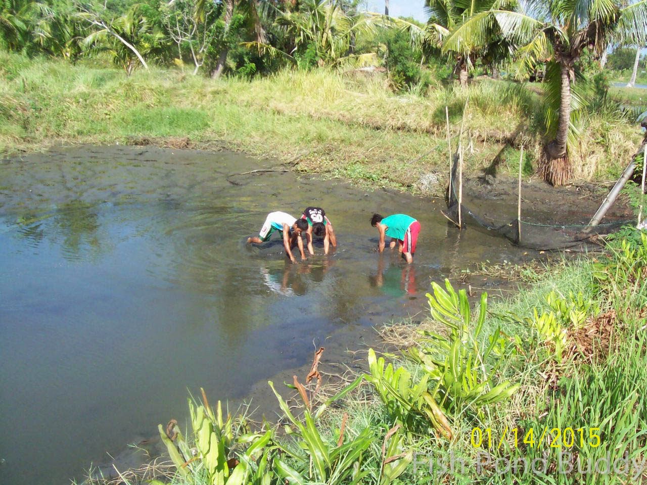 Fish Pond Buddy How to Harvest Using Pond Draining ("Limas")