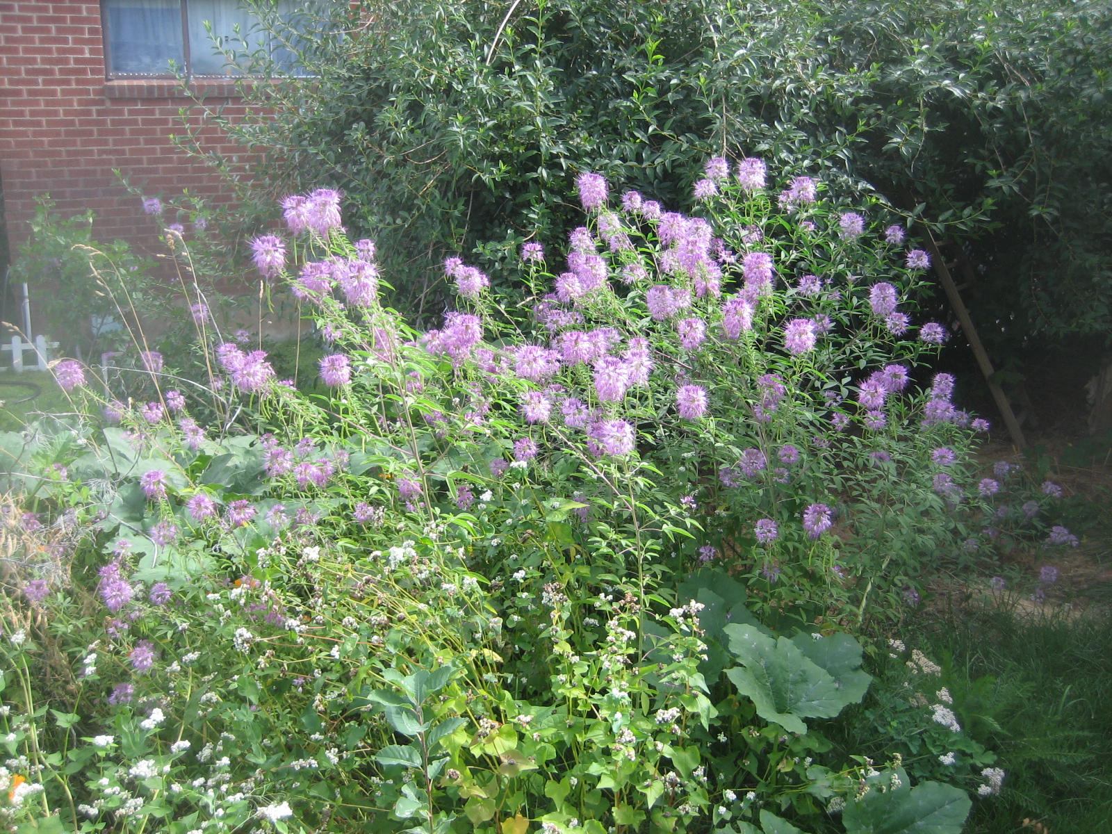 Where the Wild Greens Grow The Ultimate Native Plant for Pollinators