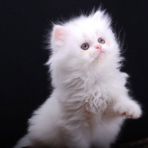 peminat tegar kucing jom sembang page 1063 peminat tegar kucing jom sembang page 1063