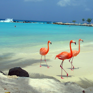AMERICA: Aruba 12