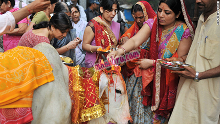 India adalah surga para sapi India adalah surga para sapi