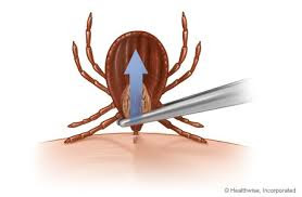 Best Tick Prevention For Dogs Best Tick Prevention For Dogs