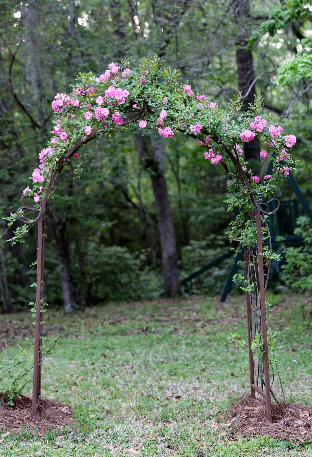 Sweet Southern Days The Katrina Rose (Peggy Martin Rose)