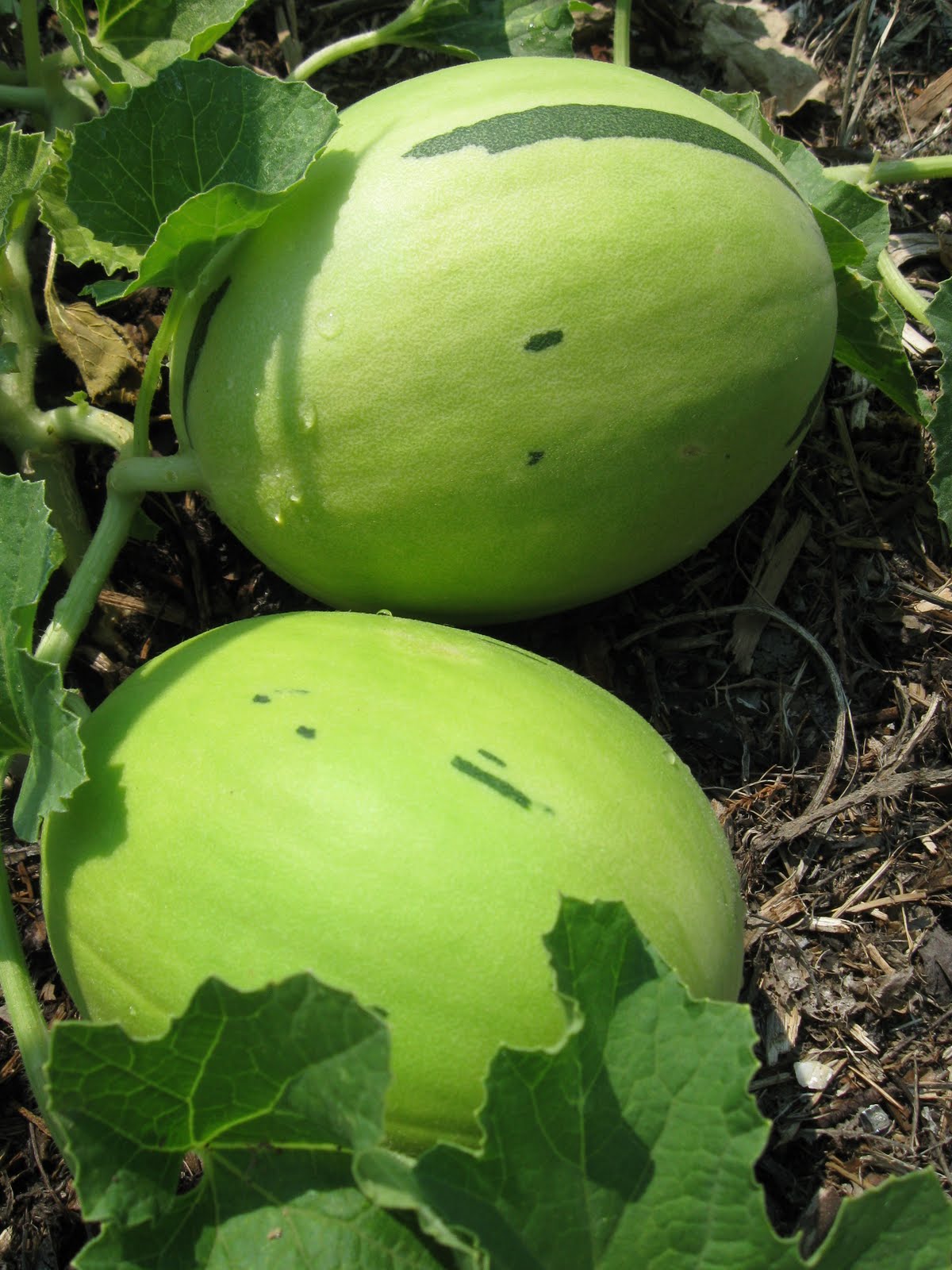 WashingtonGardener July 2011 WashingtonGardener July 2011