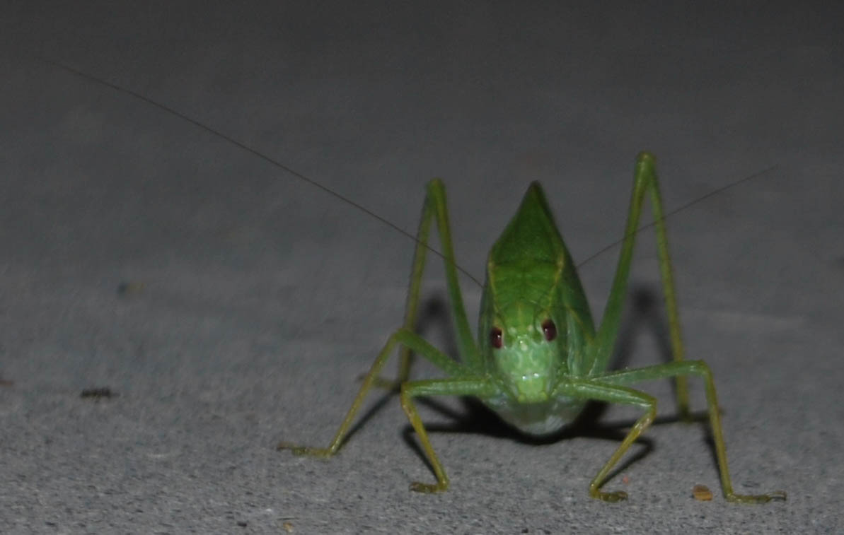 Green Bug With Wings That Look Like Leaves The