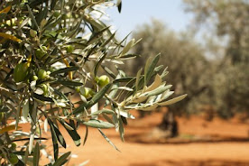 La Mediterrània: L'olivera i