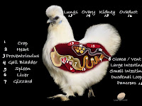 Chicken Diagram Chicken Diagram