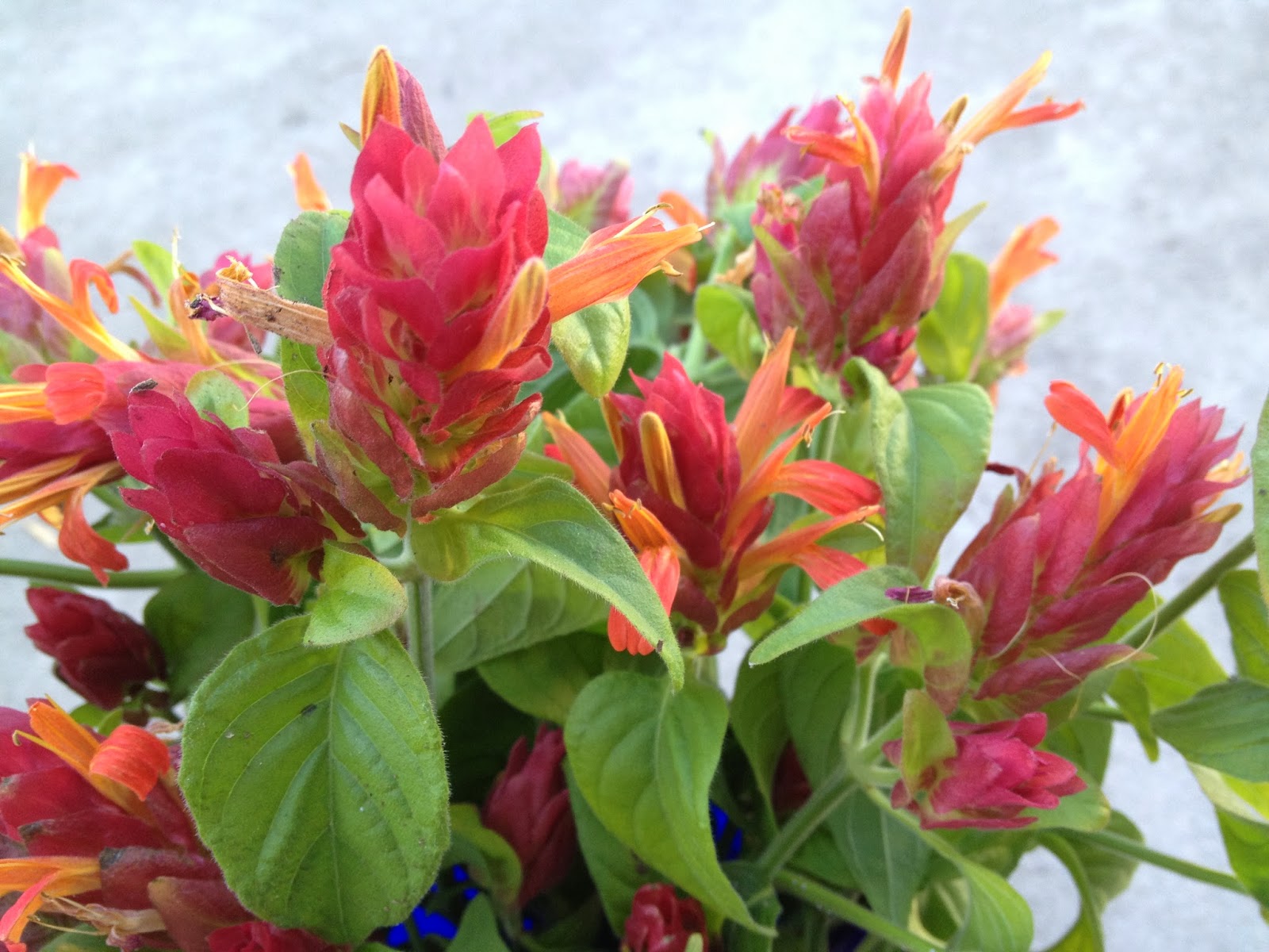 Aprille's SoCal Gardening Red Shrimp Plant