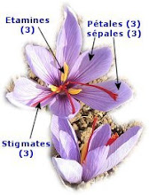 d'où sort le safran