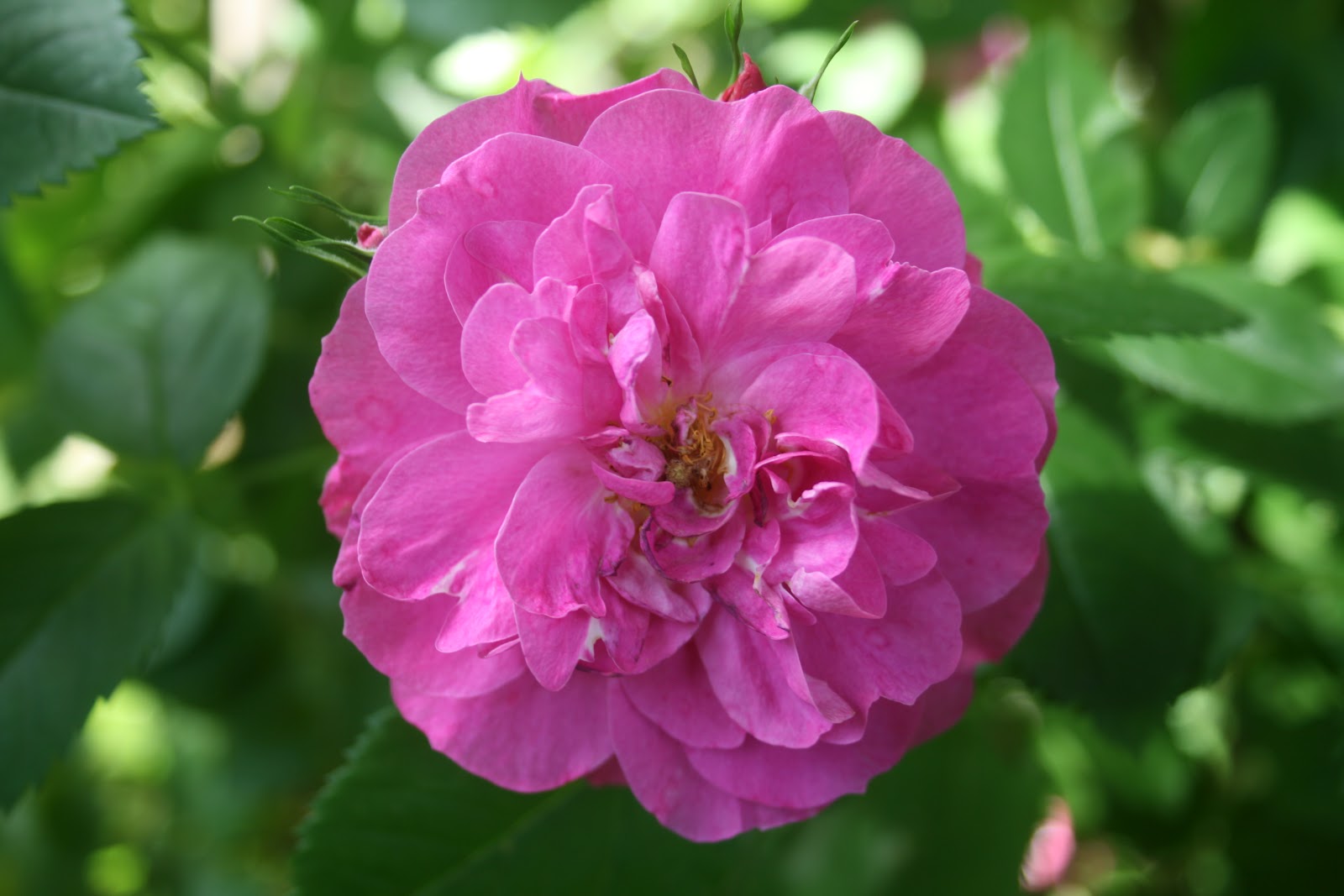 Cheesehead Gardening Climbing Roses Hardy for Wisconsin Winters