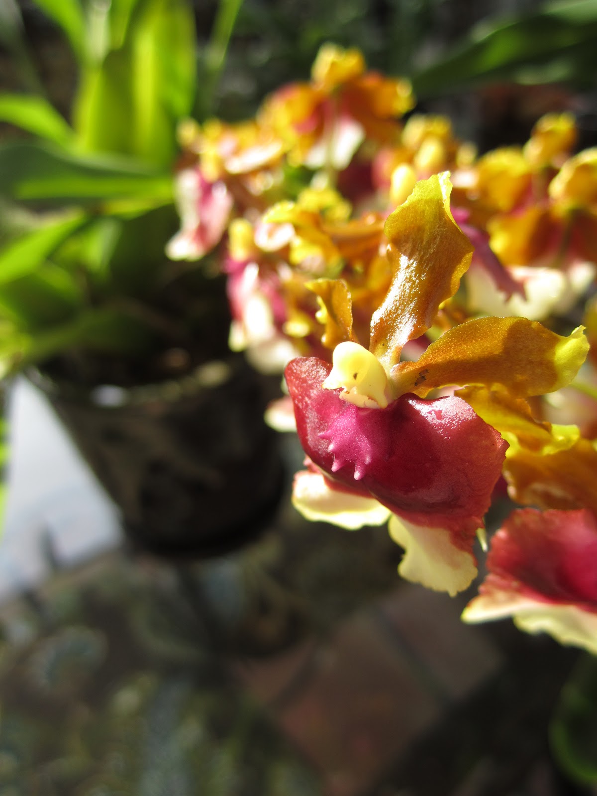 Scribble Flower Felt Contributor Sugar Bee Crafts