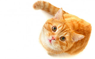 kucing warna red tabby 
