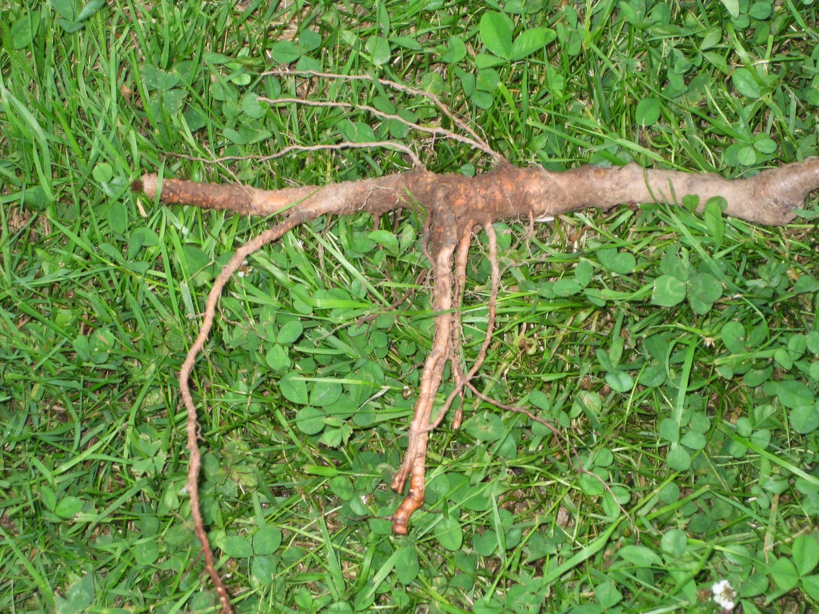 The Ultimate Guide to Buying Bare Root Trees and Plants