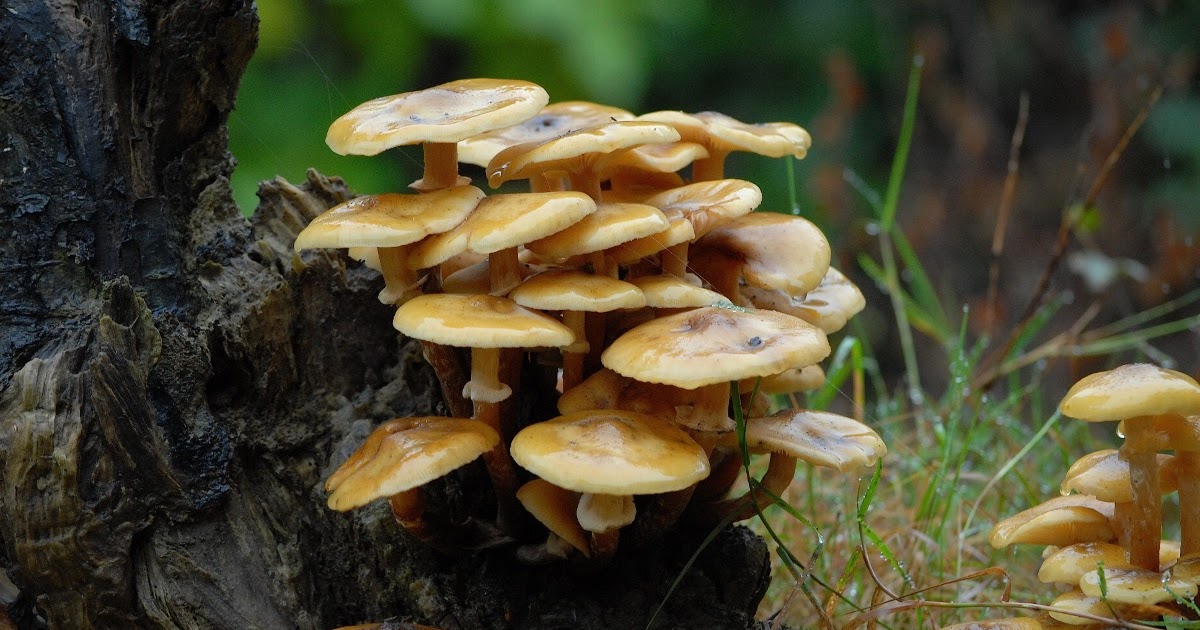 Nature Cameos: Some Common British Fungi