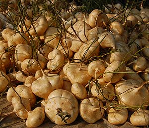 Manfaat dan Kandungan Buah Bengkoang Untuk Kesehatan Manfaat dan Kandungan Buah Bengkoang
