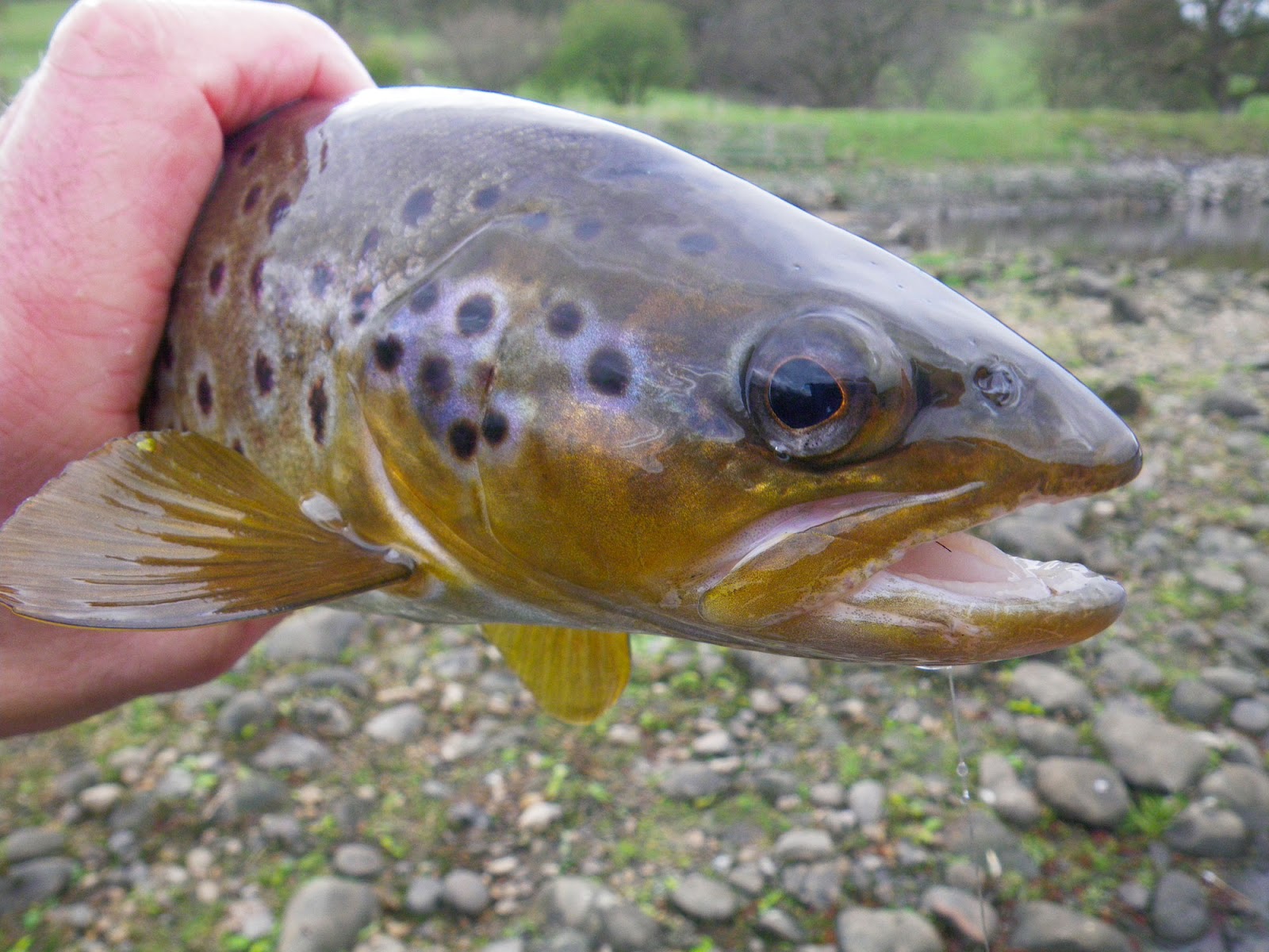 Yorkshire Dales Flyfishing Gouthwaite Grayling