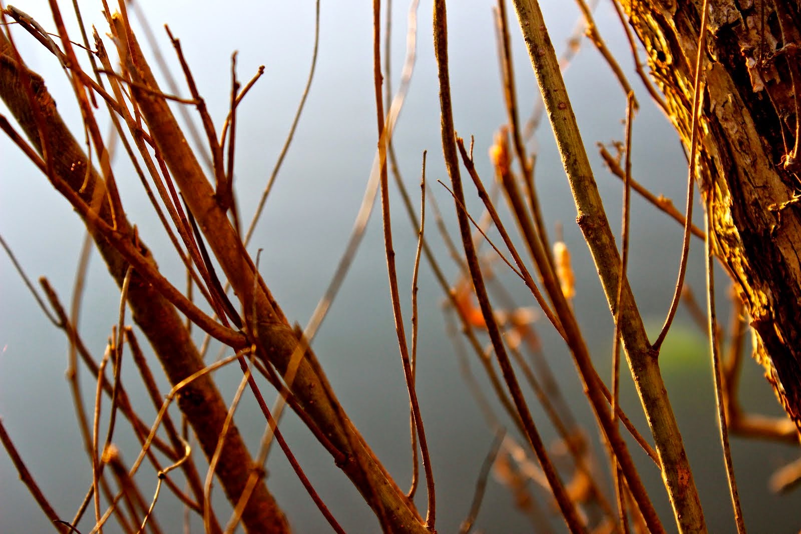 WILLOW, photo by Nancy Ness, 4\2015