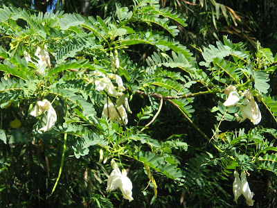 guyabano bucaio avocado tree pinoy alternative medicine