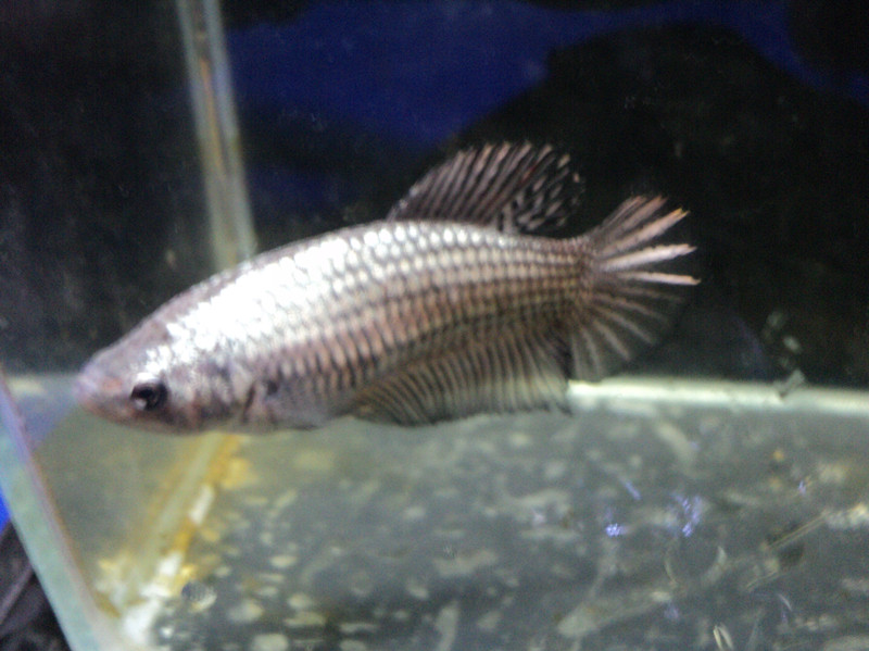 Betta Aquastar HMPK Black Copper Female