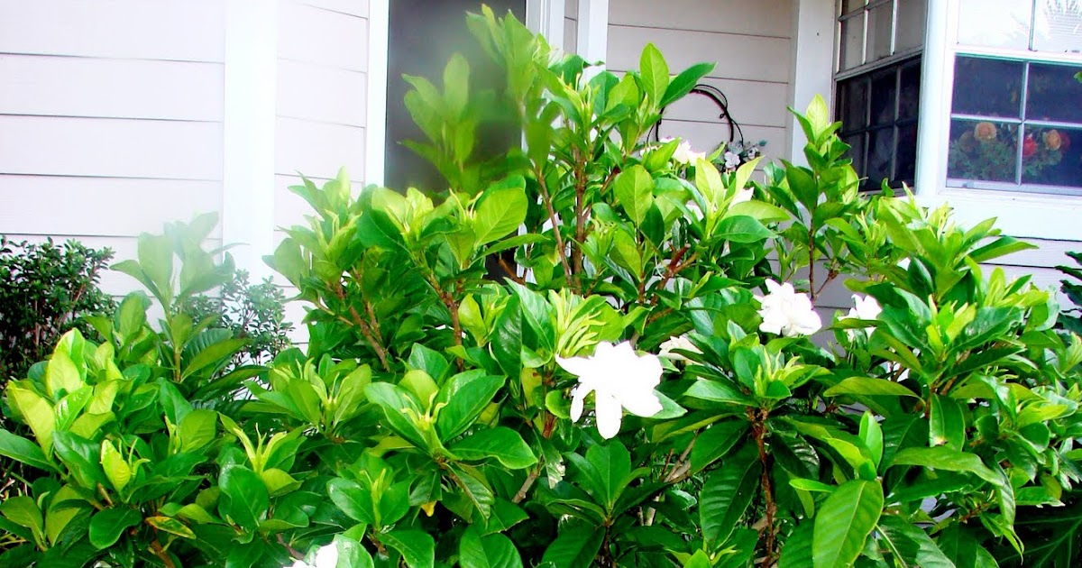 Earth Shattering Gardening Gardenias in Your Backyard