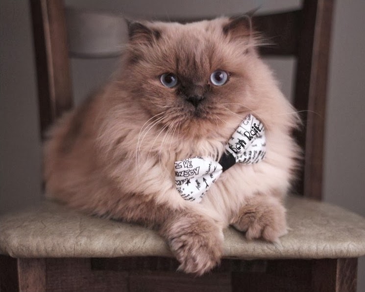 ben raif kedi istemeye devam eden evladin drami