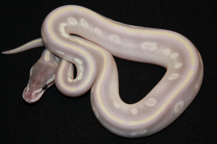 Mystic Potion Ball Python