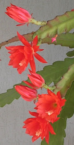 Cactus orquídea Epiphyllum vermelha