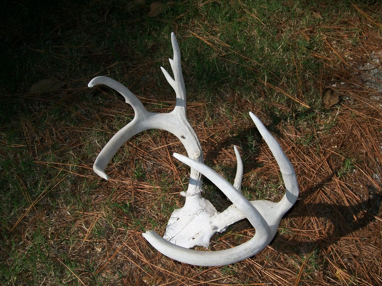 Estate Sale Services 409.750.3688 Roland Dressler Deer Antlers 9
