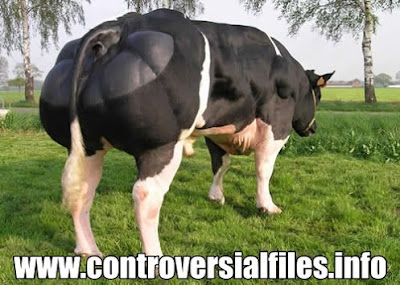 super-cows-abnormal