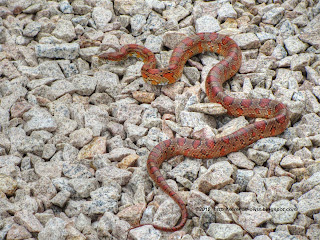 Florida Red Rat Snake