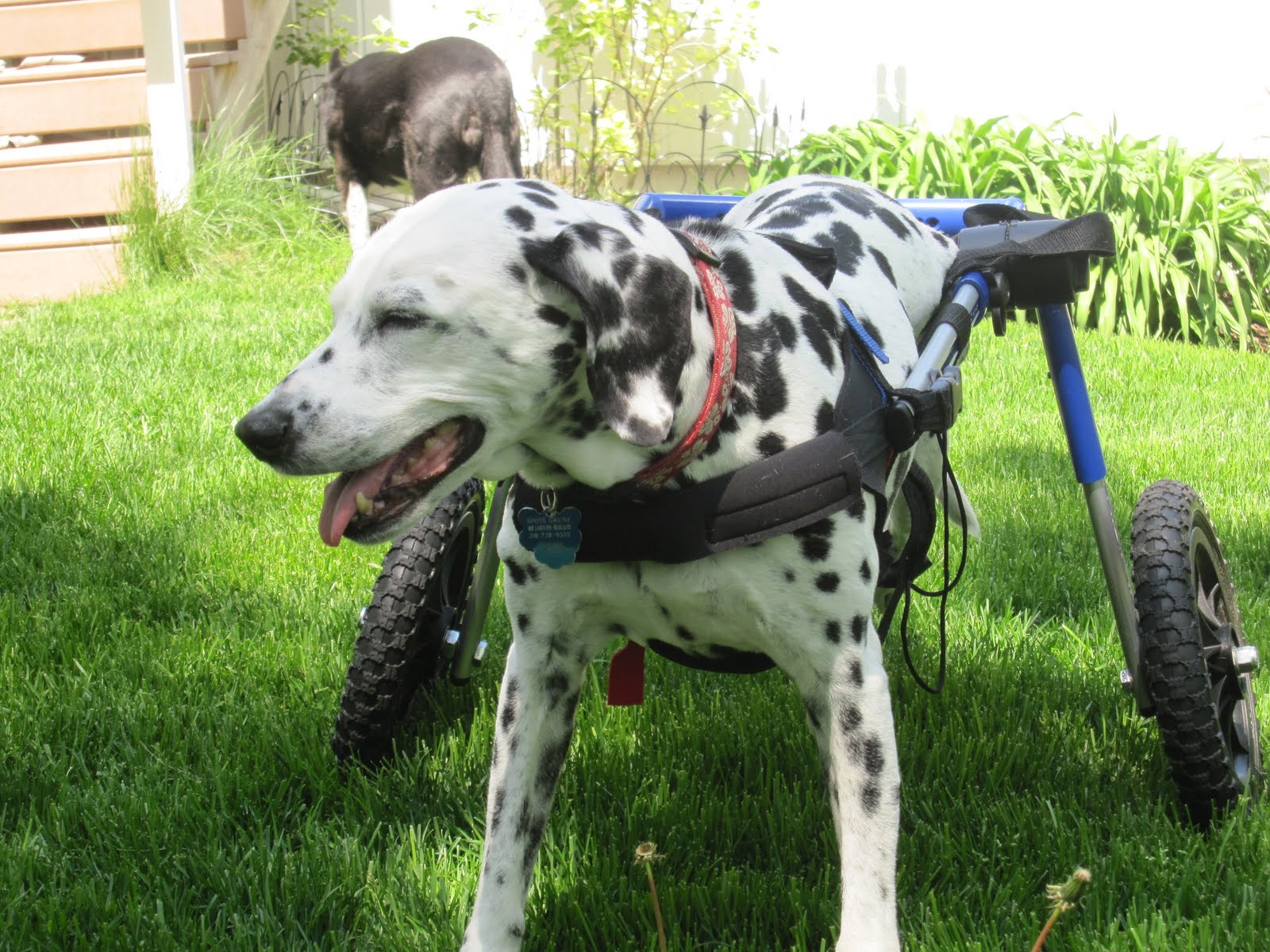 Rental dog wheelchairs petco, pride manual wheelchair parts catalog