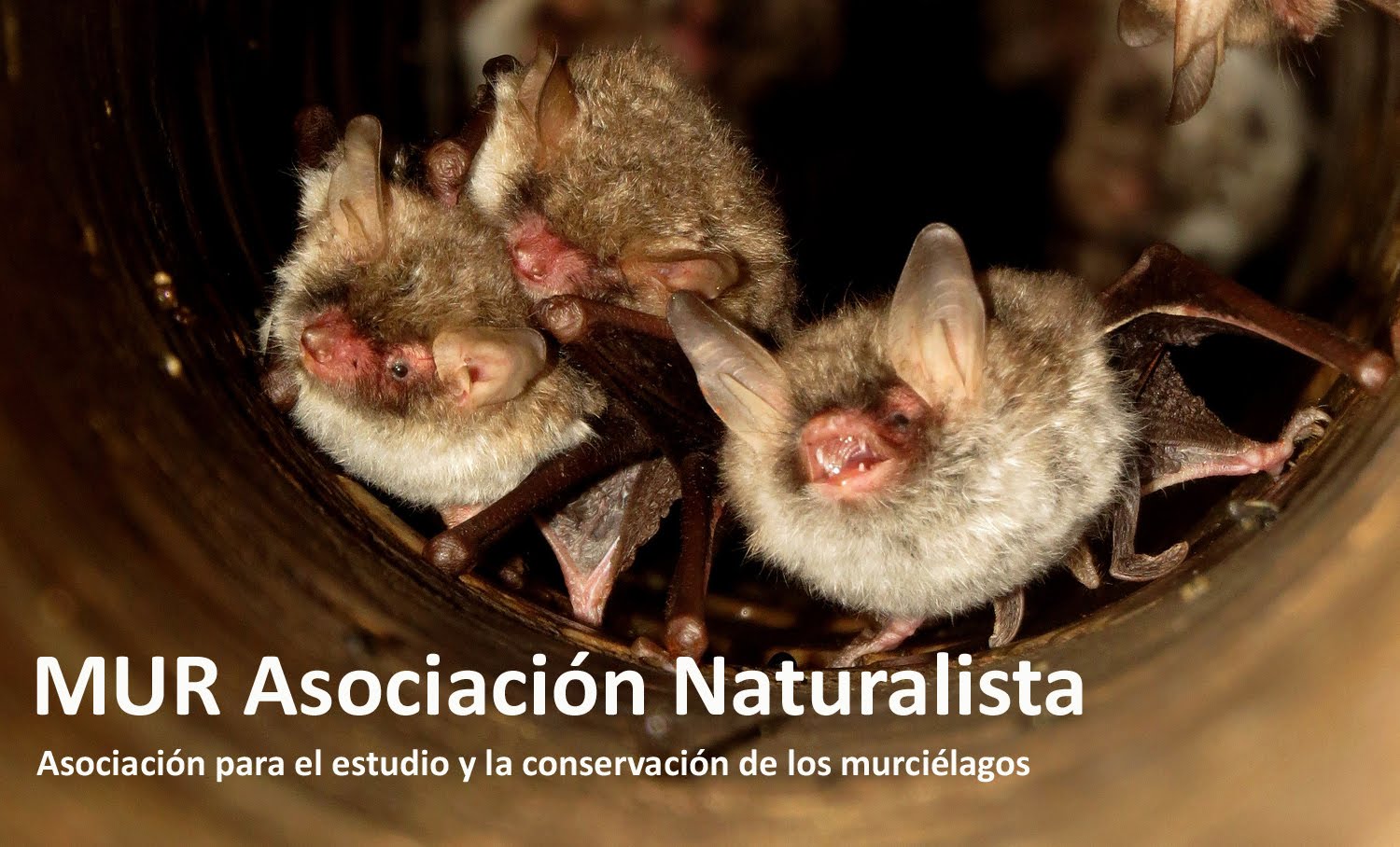 MUR Asociación Naturalista